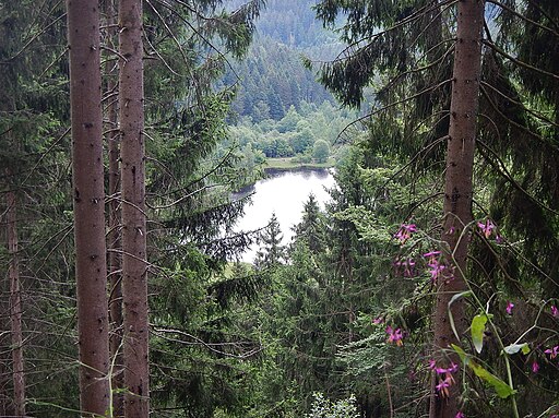 View of the lake Sankenbach in the Black Forest from above
