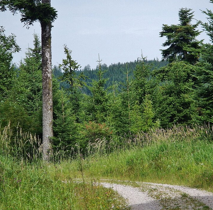 View of the Guterbrunnenweg in Black Forest